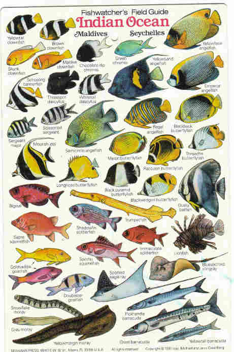 Indian Ocean Fish,fishes, Maldives Zanzibar fish diving books